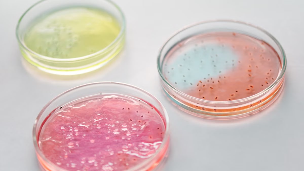 Close-up of colorful petri dishes with microbes for scientific research.